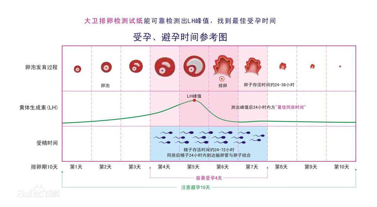 香港验血胎芽要多长时间,科学备孕｜如何提高备孕女宝宝的概率