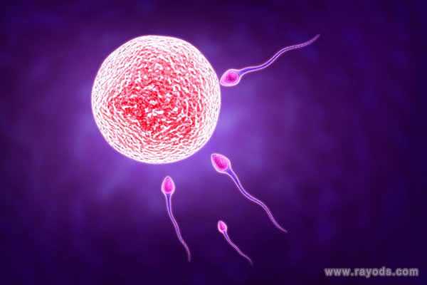 香港孕妇验血性别准吗,高龄女性备孕如何提高卵子质量的7个方法介绍